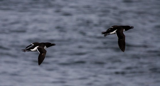 Razorbills photo