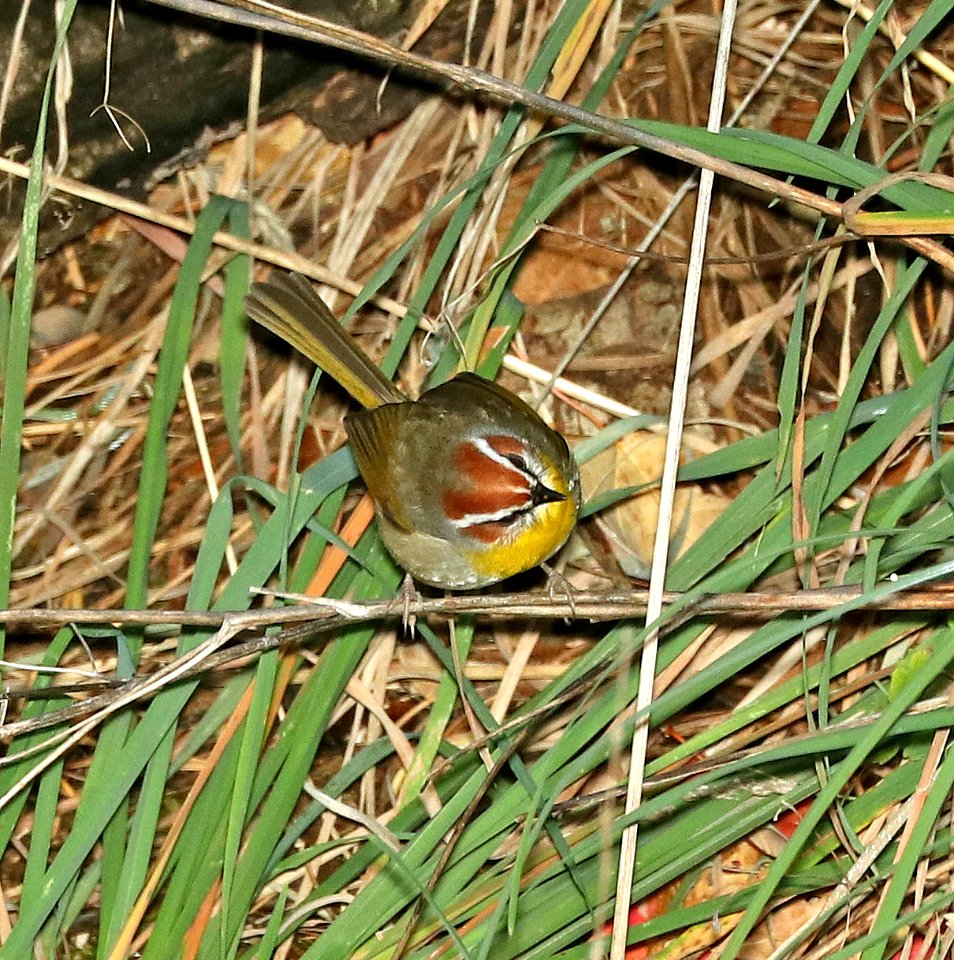 845 - RUFOUS-CAPPED WARBLER (12-1-2018) hunter cyn, huachuca mts, cochise co, az -03