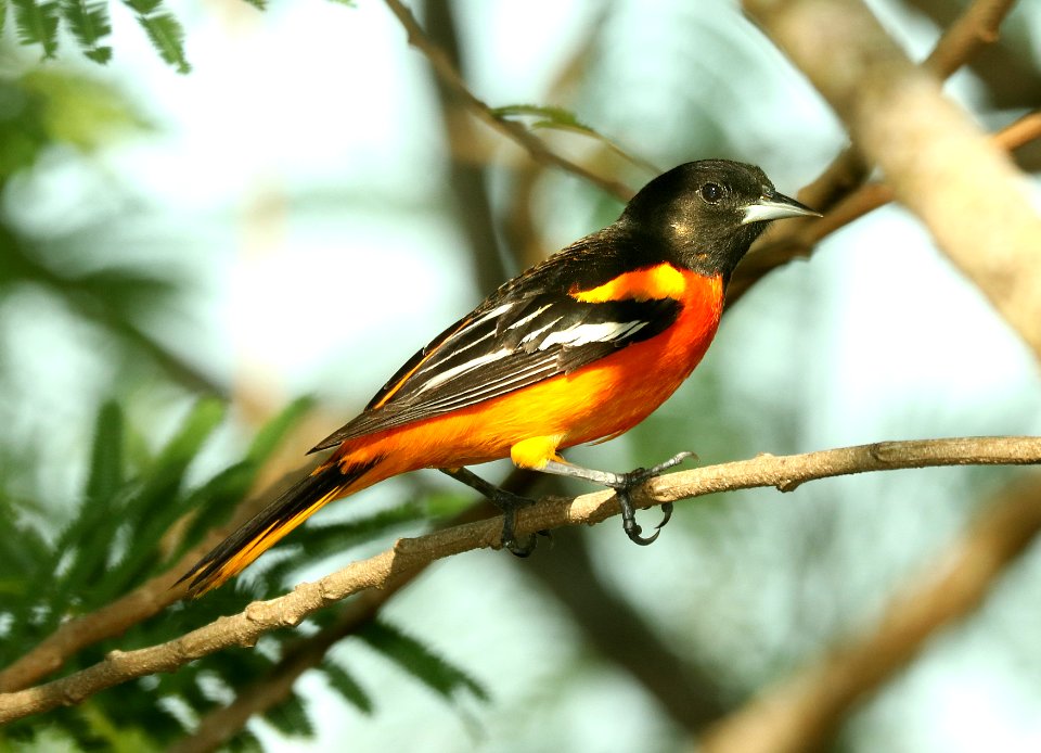 951 - BALTIMORE ORIOLE (4-26-2019) convention center, south padre island, cameron co, tx -02