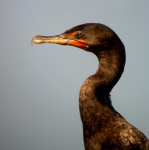 Double-crested Cormorant photo