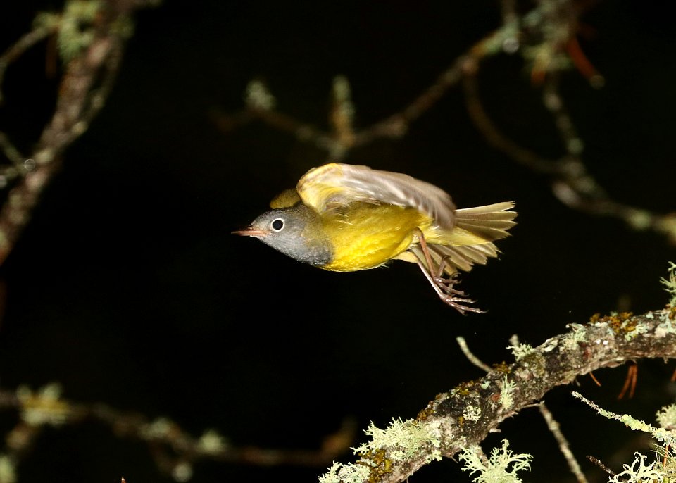 813 - CONNECTICUT WARBLER (6-6-2018) south county line road, bayfield county, wi -07