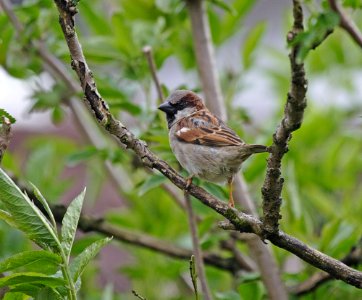 House Sparrow photo