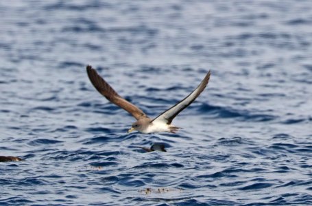 127 - CORY'S SHEARWATER (5-31-2017) off hatteras, dare co, nc (7)