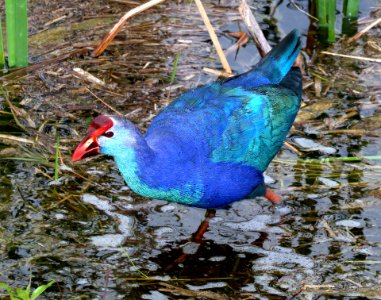 240.5 - PURPLE SWAMPHEN (2-6-2016) markham park, broward co, fl -52