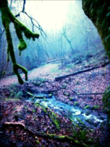 Lakota Creek in winter, Pacific rain forest, moss on tree branch, Dash Point area, Washington, USA