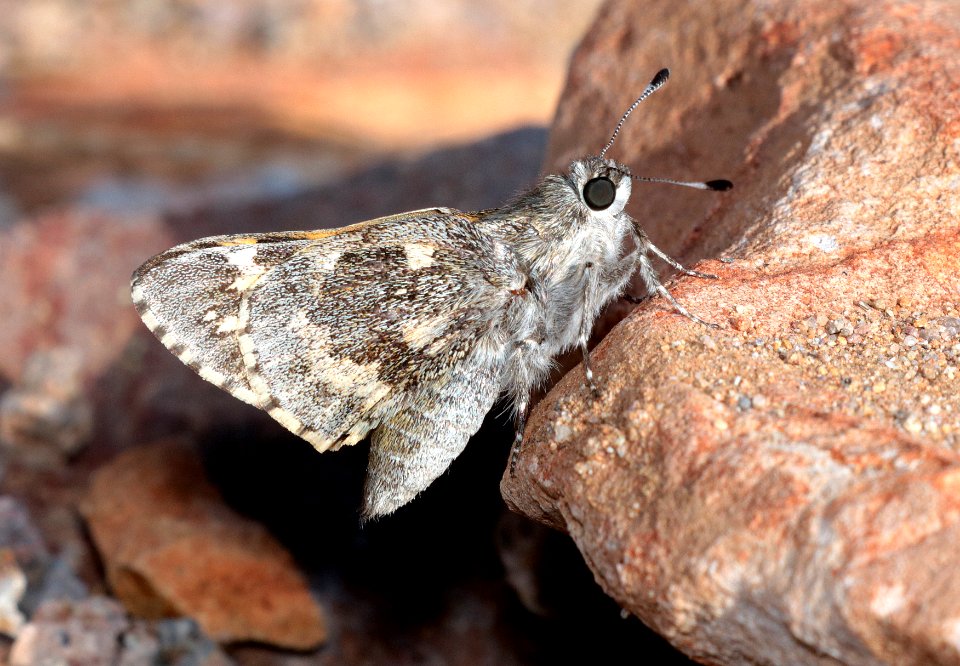 GIANT-SKIPPER, POLING'S (Agathymus polingi) (10-14-2019) sonoita creek state natural area, santa cruz co, az -11