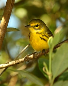 837 - PRAIRIE WARBLER (4-27-2019) convention center, south padre island, cameron co, tx -02