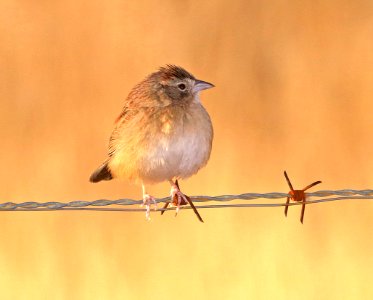 867 - BOTTERI'S SPARROW (12-16-2017) lake patagonia estates area, santa cruz co, az -14