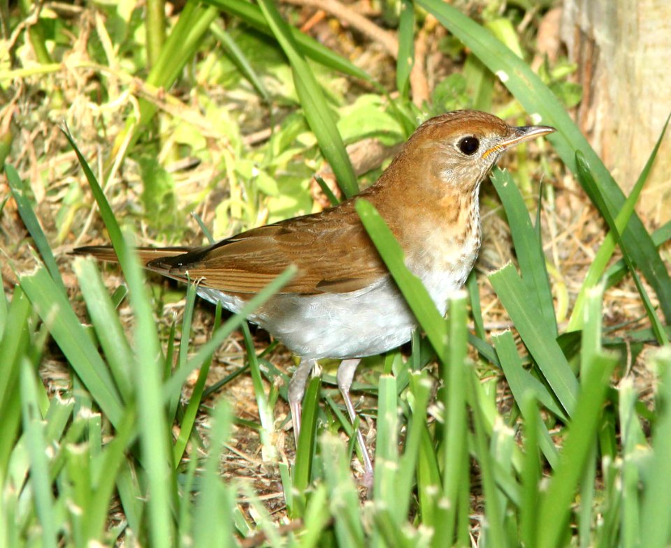 741 - VEERY (4-19-12) convention center, south padre island, tx  (1)