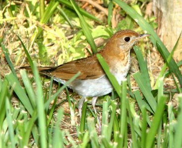 741 - VEERY (4-19-12) convention center, south padre island, tx  (1)
