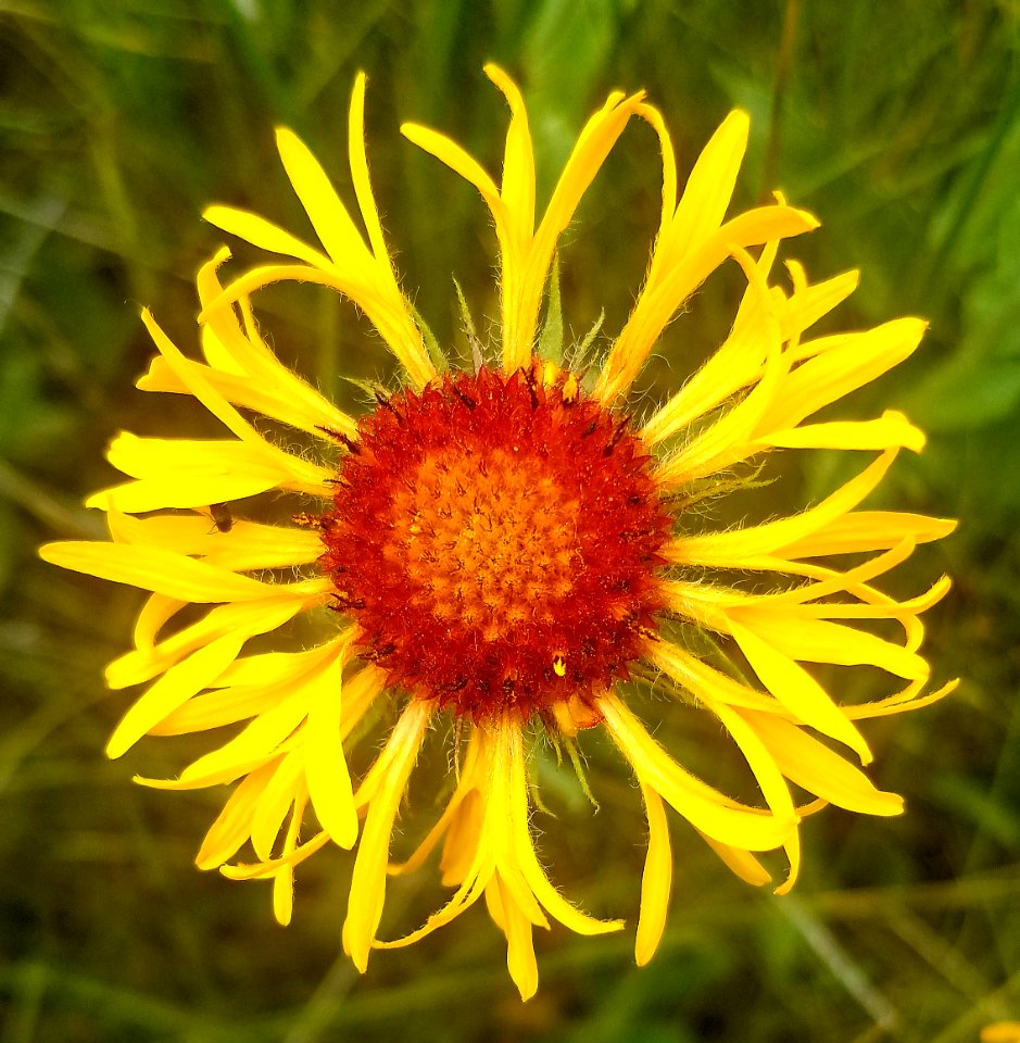 FLOWER (7-19-2019) 5400 ft, emerald lake c g,west rosebud road, custer-gallatin nat for, stillwater co, mt -27