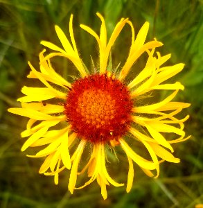 FLOWER (7-19-2019) 5400 ft, emerald lake c g,west rosebud road, custer-gallatin nat for, stillwater co, mt -27