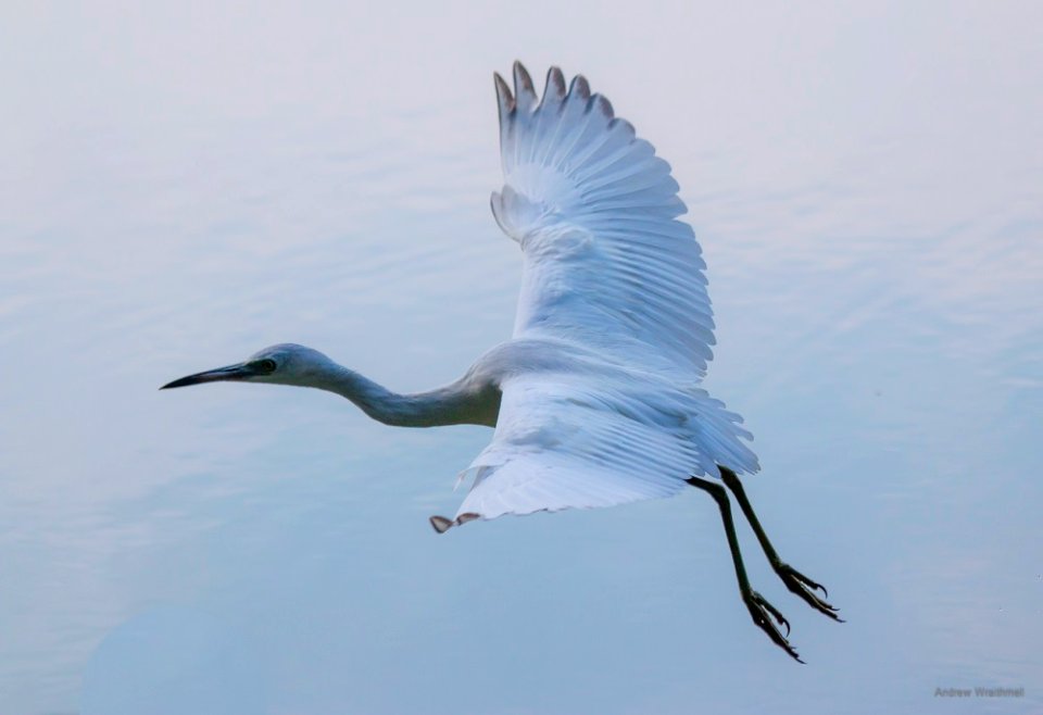 little blue heron