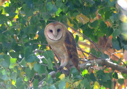 OWL, BARN (11-21-08) carrizo -01 photo