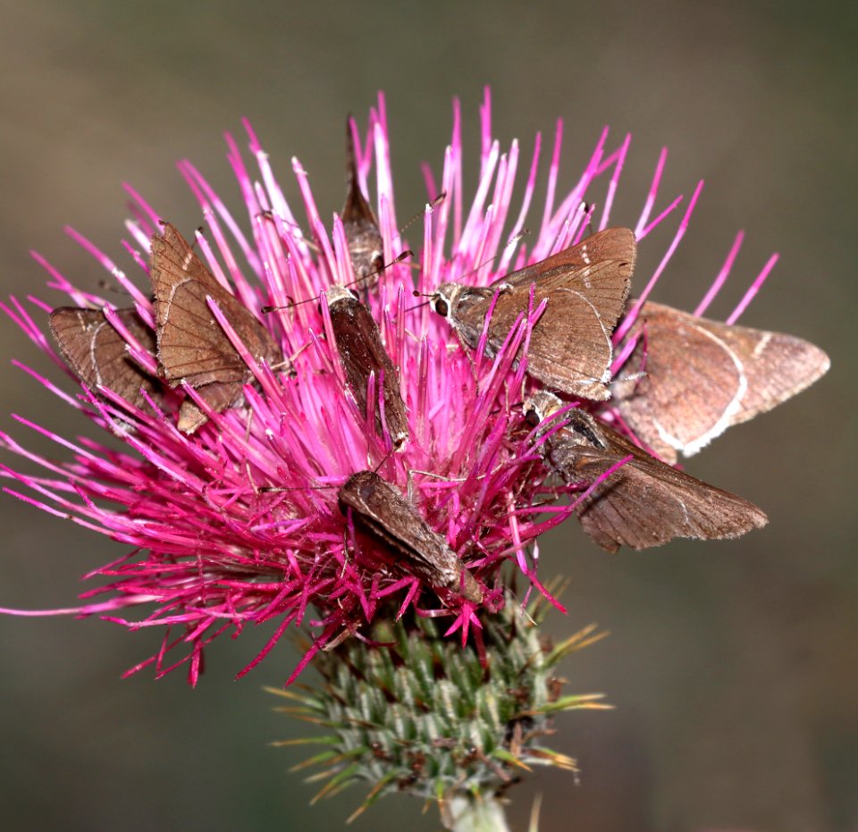 SKIPPER, DEVA (Atrytoopsis deva) (5-29-2020) garden canyon, huachuca mts, cochise co, az -01