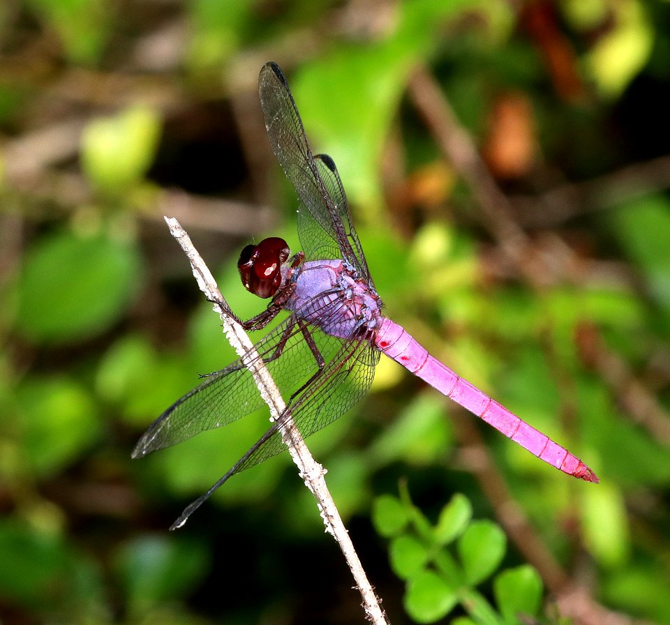 SKIMMER, ROSEATE (Orthemis ferruginea) (10-27-2020) sabal palm sanctuary, cameron co, tx -02 male
