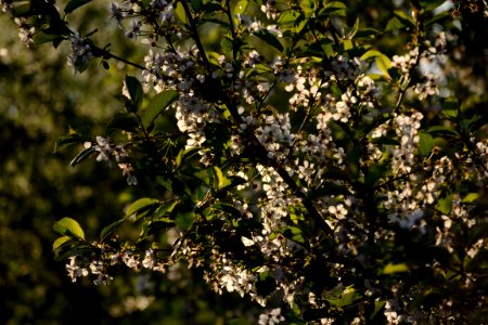 Backlit blossom photo