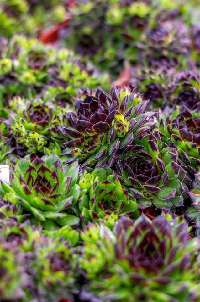 Sempervivum Reinhardt
