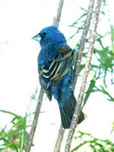 922 - BLUE GROSBEAK (5-28-2019) san pedro river, cochise co, az -01