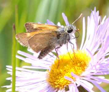 SKIPPER, TAWNY-EDGED (Polites themistocles) (7-21-2015) 9600 ft, just n-e of slumgullion pass, hinsdale co, co (19)