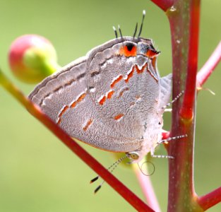 MINISTREAK, LEDA (Ministrymon leda) (8-23-2015) 78 circulo montana, patagonia lake ranch estates, scc, az -01