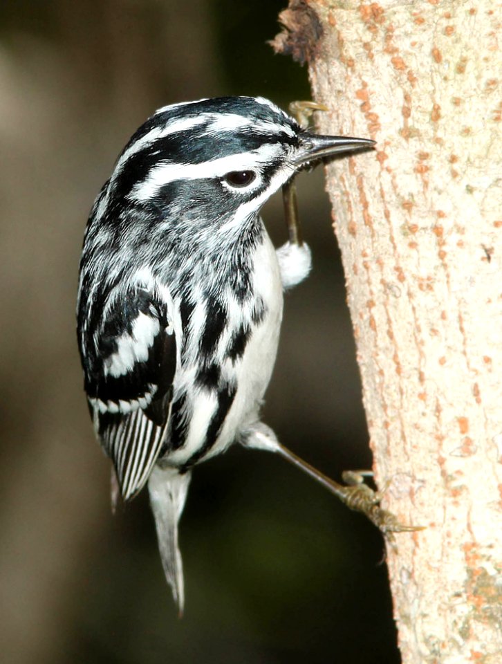 803 - BLACK-AND-WHITE WARBLER (4-19-12) convention center, south padre island, tx  (2)