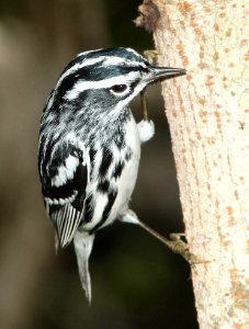 803 - BLACK-AND-WHITE WARBLER (4-19-12) convention center, south padre island, tx  (2)