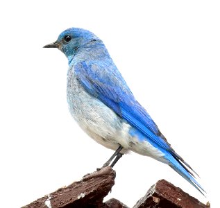 736 - MOUNTAIN BLUEBIRD (7-24-2015) uncompahgre plateau, mesa co, co -02