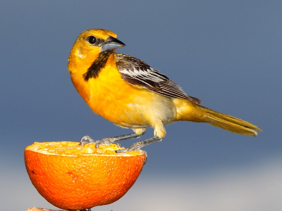 ORIOLE, BULLOCK'S (7-16-11) 78 circulo montana, patagonia lake ranch estates, scc, az -02