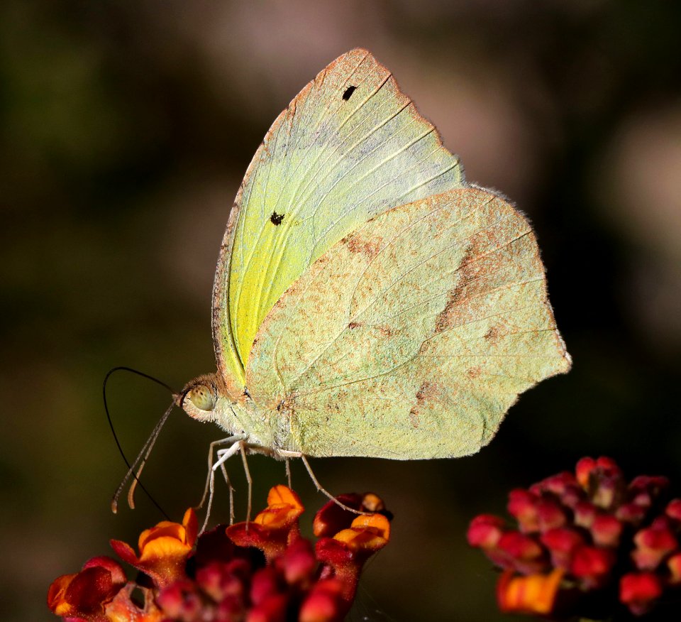 YELLOW, MEXICAN (Eurema mexicana) (11-19-2015) 78 circulo montana, patagonia lake ranch estates, scc, az -01