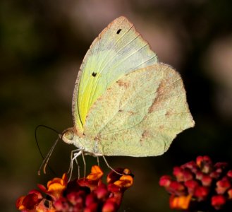 YELLOW, MEXICAN (Eurema mexicana) (11-19-2015) 78 circulo montana, patagonia lake ranch estates, scc, az -01