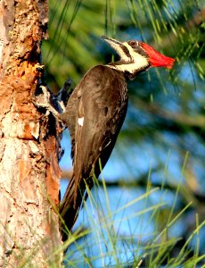 544 - PILEATED WOODPECKER (3-5-13) everglades national park, dade co, fl  (1)