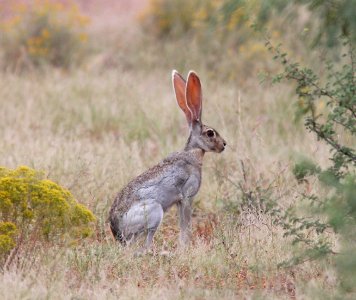 JACKRABBIT, ANTELOPE (Lepus alleni)) (9-21-10) west end, pat lake state park, scc, az -02