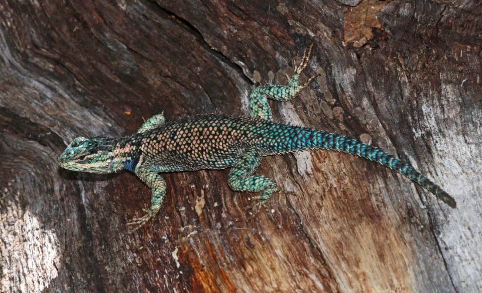 SPINY-LIZARD, YARROW'S (Sceloporus jarrovii) (7-3-2020) madera canyon, santa rita mts, santa cruz co, az -05