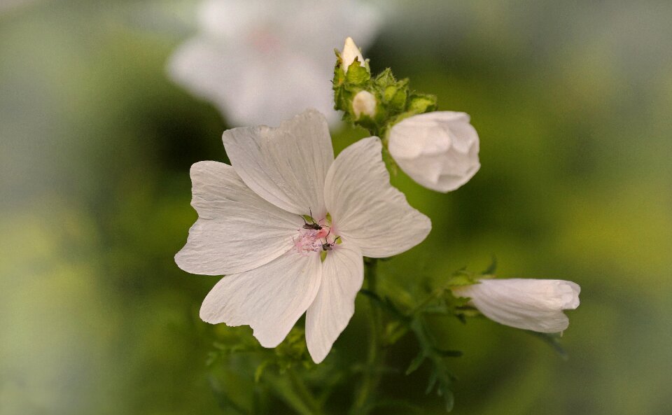 Bloom nature white green