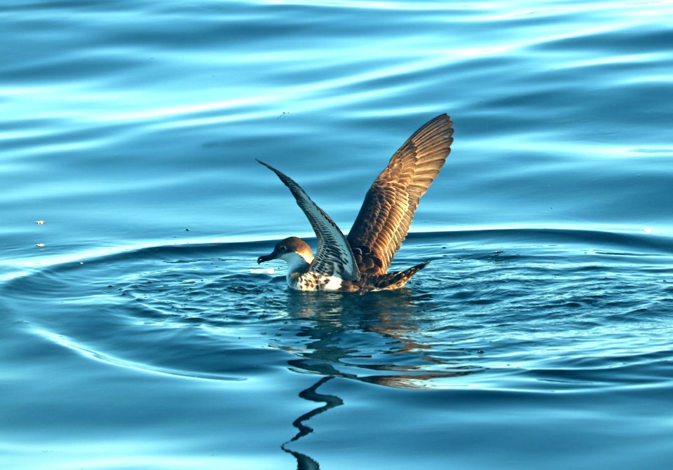 131 - GREAT SHEARWATER (9-15-2918) MAS pelagic trip, out of bar harbor, me -28