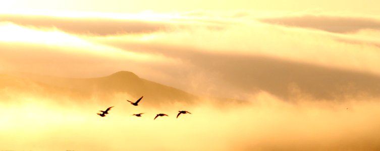 GEESE AND MORNING FOG AT BODEGA BAY