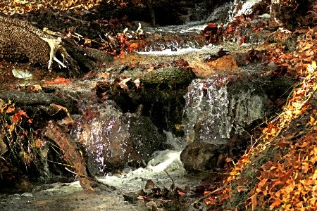 HUACHUCA MTS, Ramsey Canyon, cochise Co, AZ (3-25-2019)  -04 WATERCOLOR