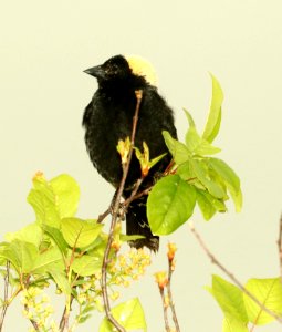 928 - BOBOLINK (6-3-2018) muniscong wildlife area, chippewa co, mi -04