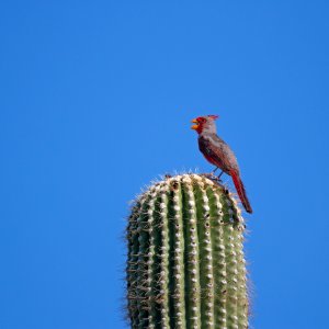 Pyrrhuloxia