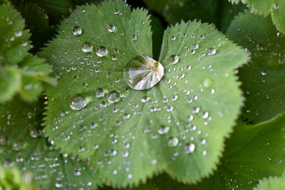 Raindrop drop of water green