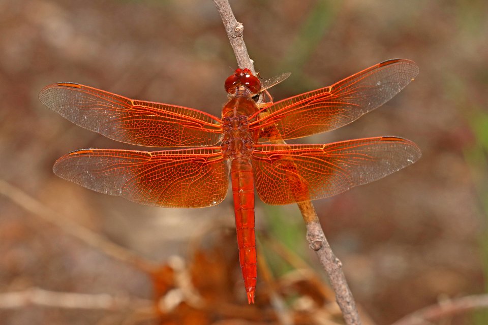 SKIMMER, FLAME (Libellula saturata) (9-27-2020) sonoita creek, patagonia, santa cruz co, az -01 male