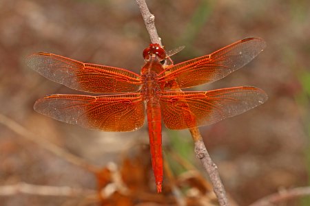 SKIMMER, FLAME (Libellula saturata) (9-27-2020) sonoita creek, patagonia, santa cruz co, az -01 male