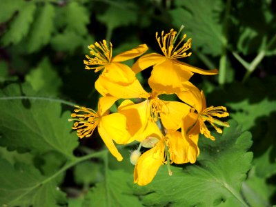Unidentified Flower Winnipeg.manitoba