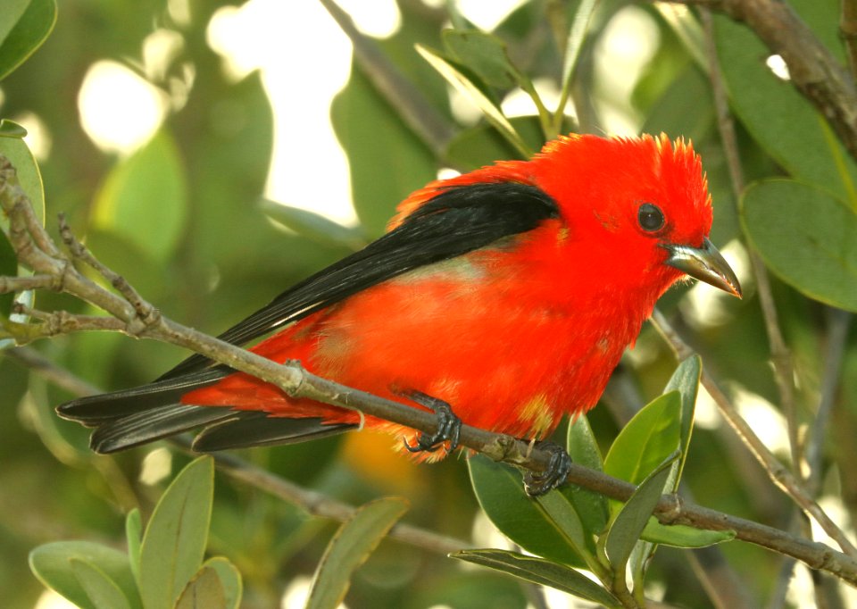 912 - SCARLET TANAGER (4-27-2019) convention center, south padre island, cameron co, tx -08