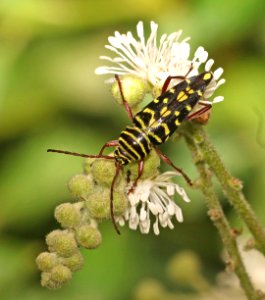 MESQUITE BORER (Placosternus difficillis) (11-10-2016) the national butterfly center, hidalgo co, tx -01