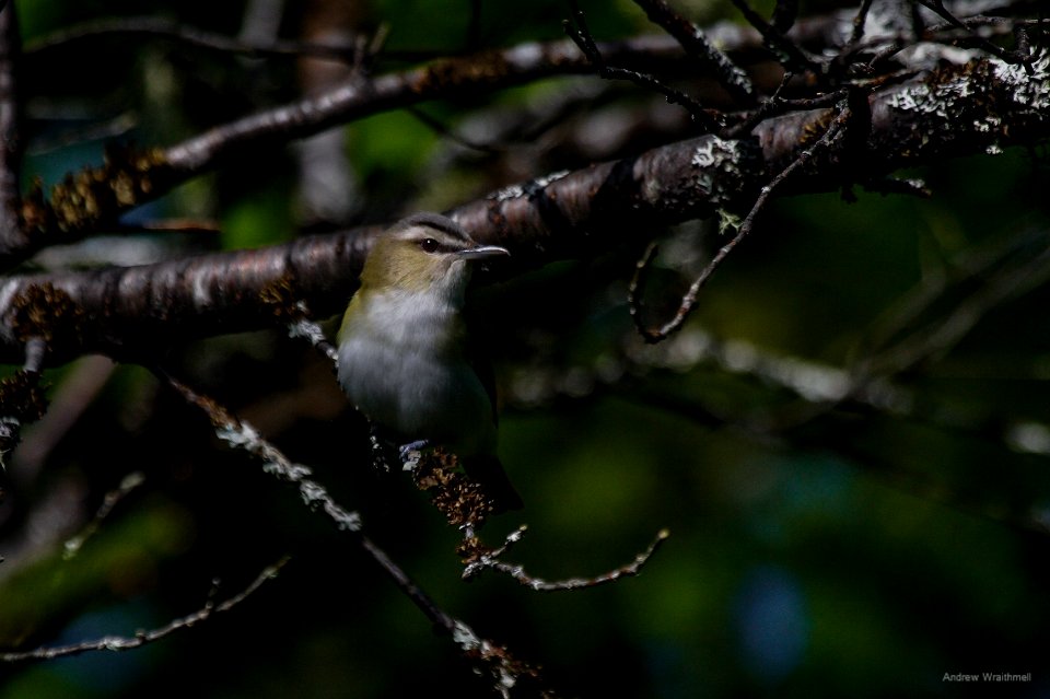 Red-eyed Vireo