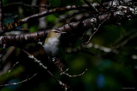 Red-eyed Vireo