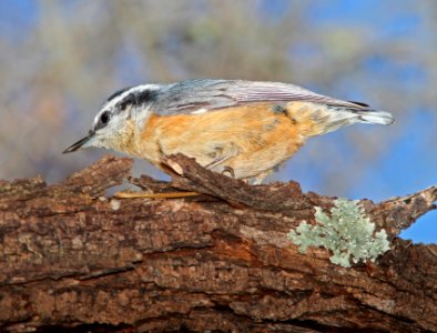 685 - RED-BREASTED NUTHATCH (1-15-11) patagonia lake, scc, az - (6)