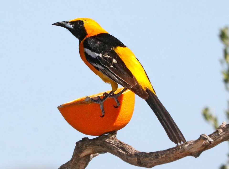 945 - HOODED ORIOLE (5-20-2017) 78 circulo montana, patagonia lake ranch estates, scc, az -06